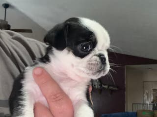 Pug dogs Pixie - Ad 21