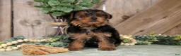 Yorkshire Terrier dogs for sale: Tasha - Ad 3