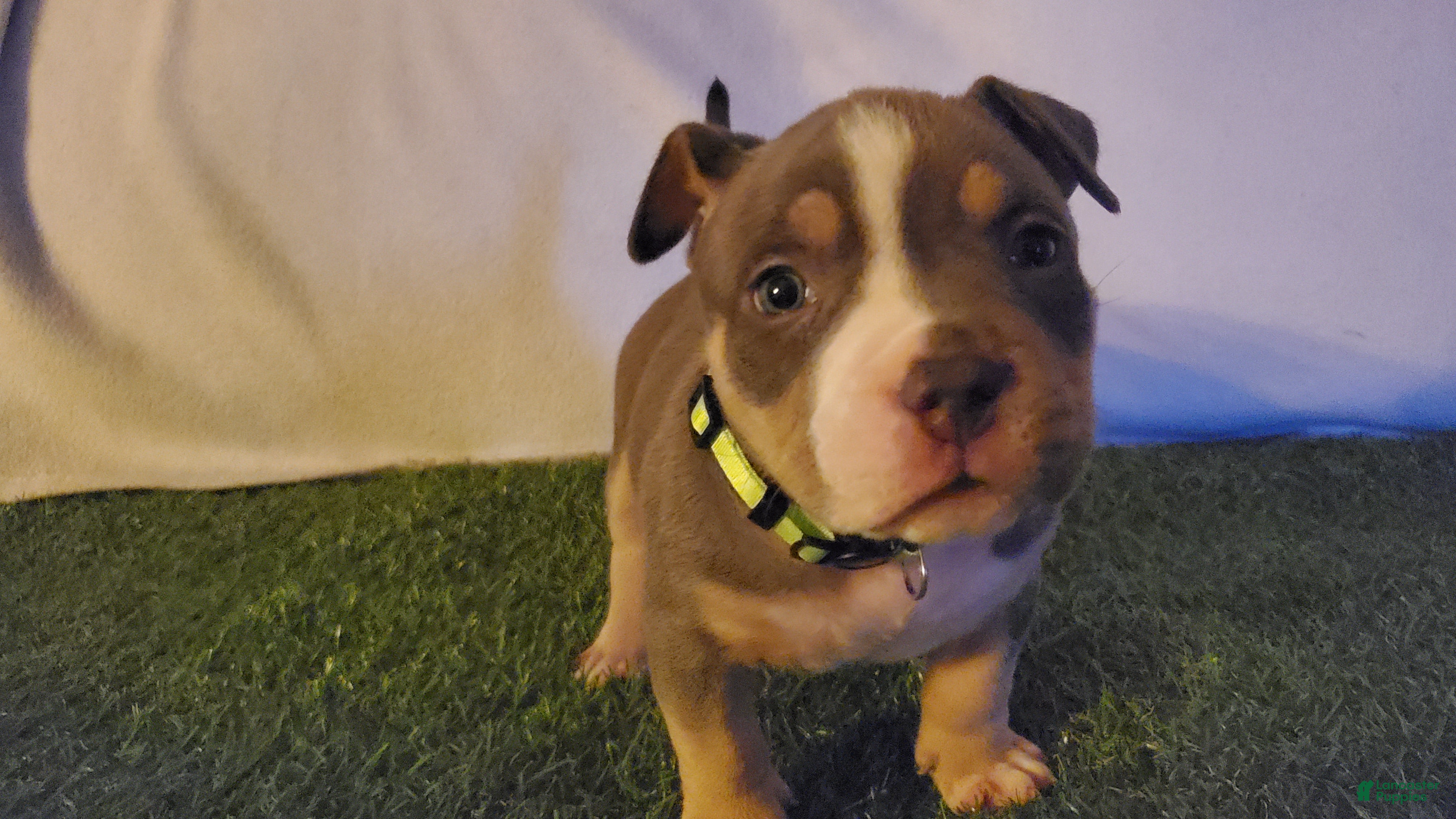 American Bully dogs for sale: American Bully 3 - Ad 1