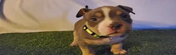 American Bully dogs for sale: American Bully 3 - Ad 1