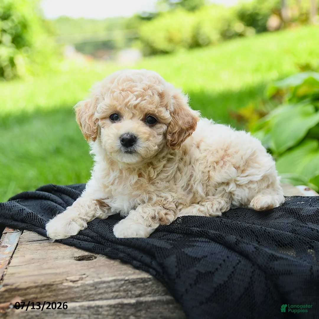 Bichpoo dogs for sale: Heather - Ad 2