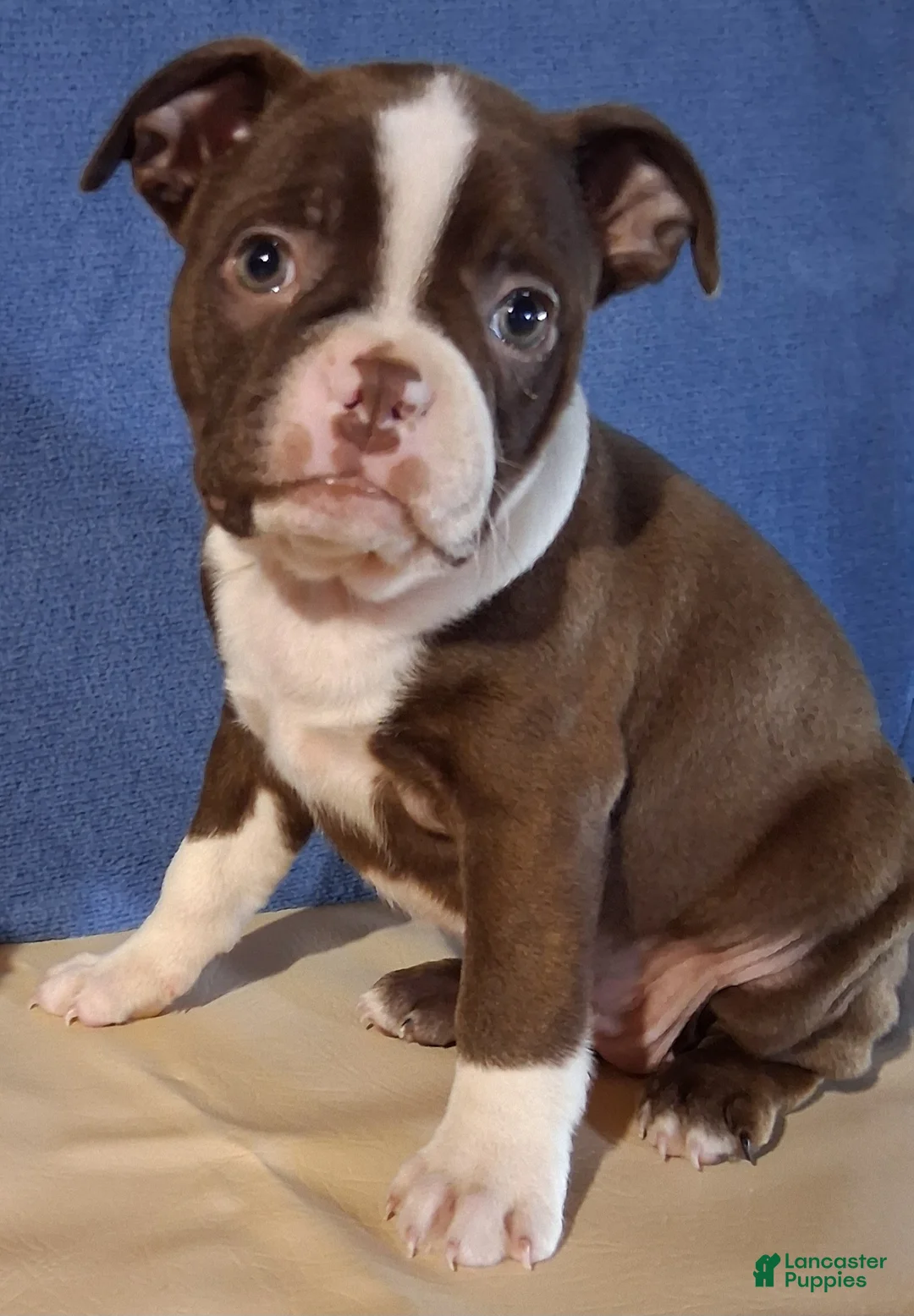 Boston Terrier dogs for sale: Iris - Ad 1