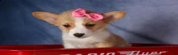 Welsh Corgi Pembroke dogs for sale: Callie  - Ad 18
