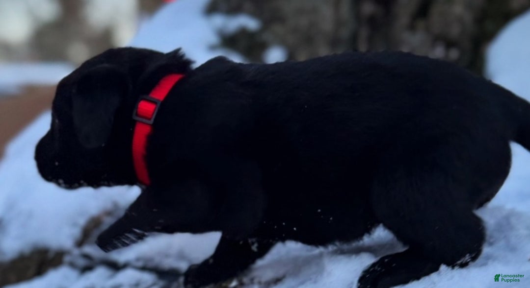 Labrador Retriever dogs for sale:  Puppy 1 - Ad 4