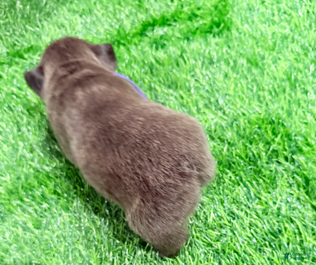 French Bulldog dogs for sale: Feliz - Ad 24