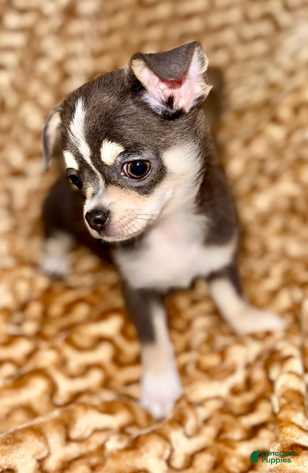 Chihuahua dogs for sale: blue tri - Ad 2