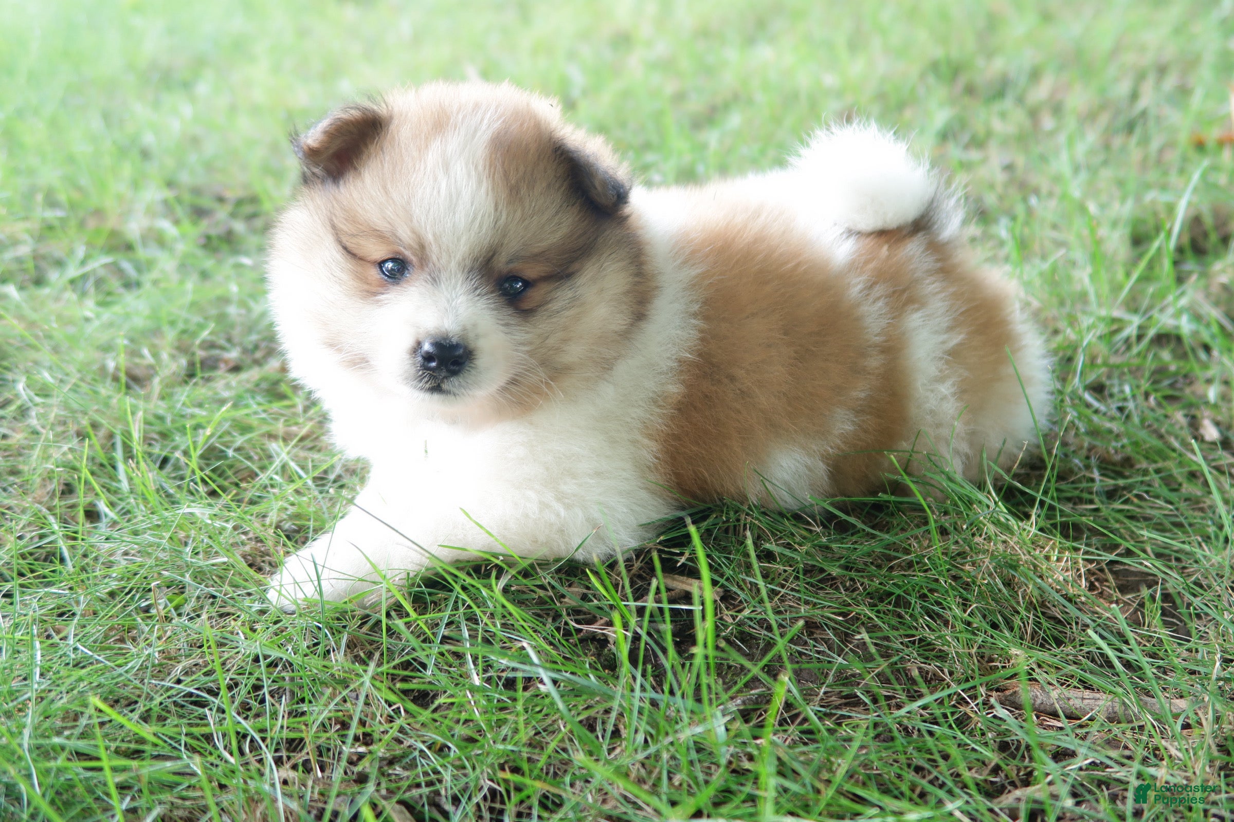 Pomeranian dogs Jasper - Ad 1