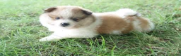 Pomeranian dogs for sale: Jasper - Ad 1