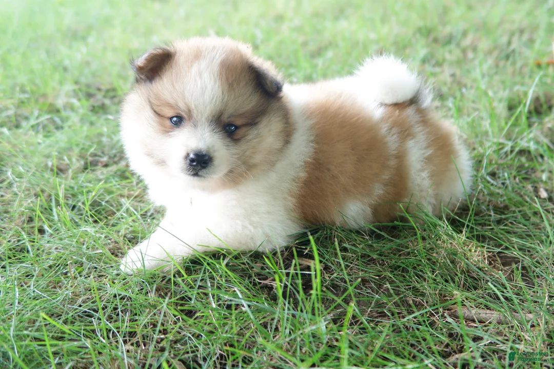 Pomeranian dogs for sale: Jasper - Ad 1