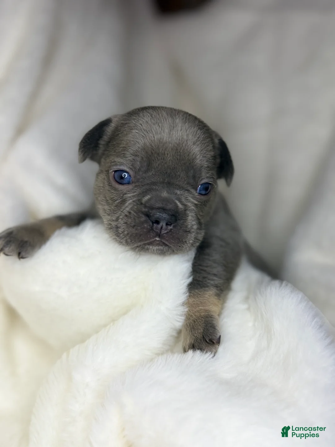 French Bulldog dogs for sale: French Bulldog 4 - Ad 2