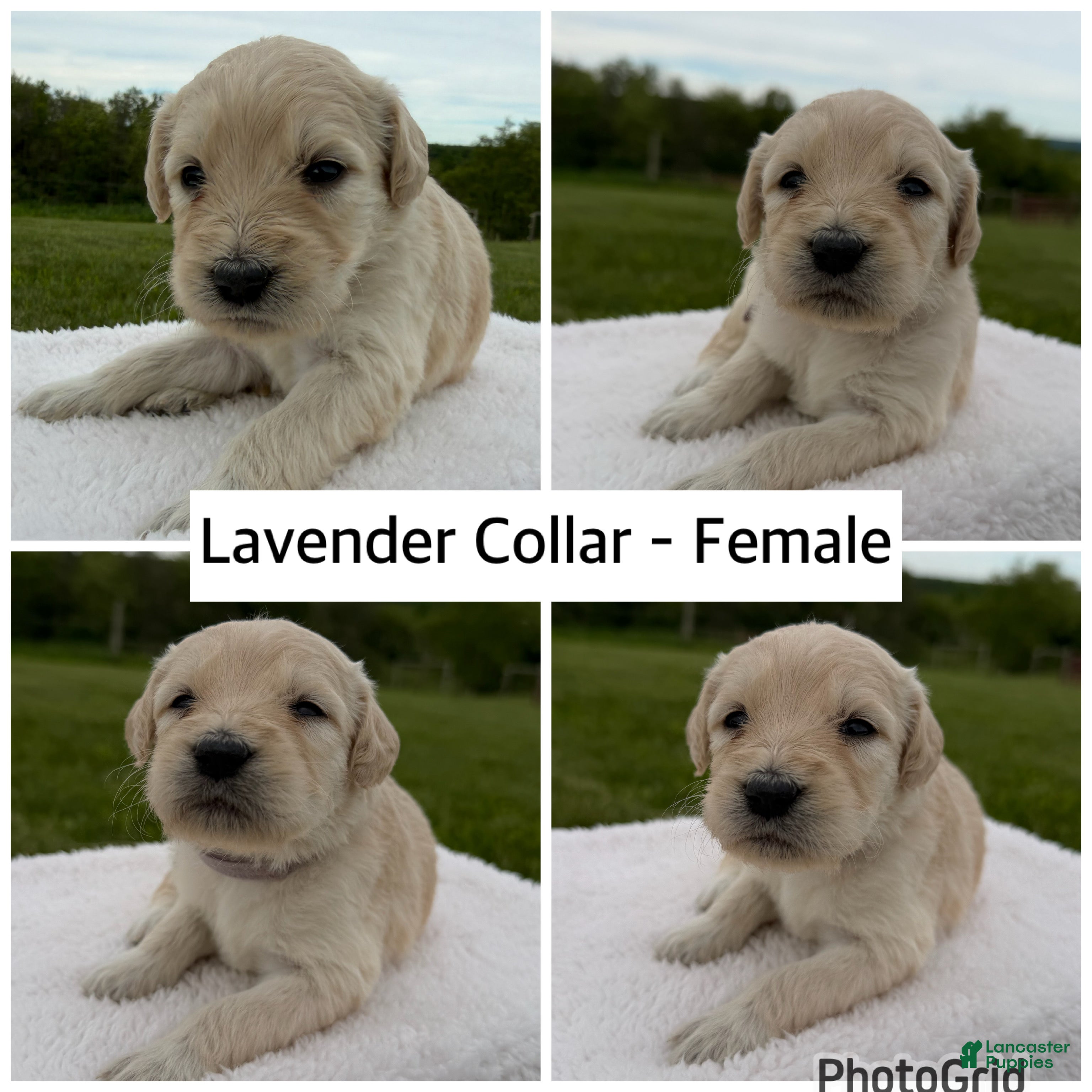 Goldendoodle dogs Goldendoodle Puppy - Lavender Collar Female - Ad 13