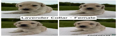 Goldendoodle Puppy - Lavender Collar Female
