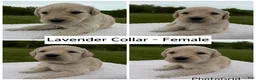 Goldendoodle dogs for sale: Goldendoodle Puppy - Lavender Collar Female - Ad 1