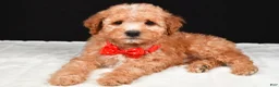 Miniature Poodle dogs for sale: Skipper - Ad 2