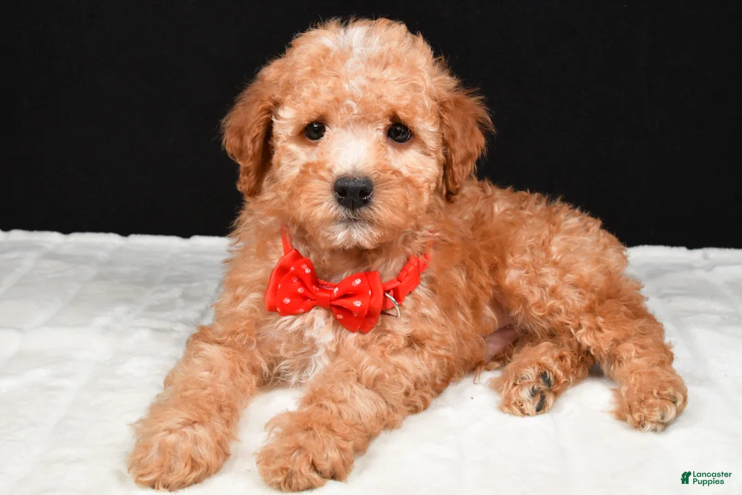 Miniature Poodle dogs for sale: Skipper - Ad 2