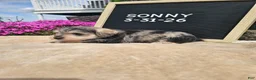 Miniature Schnauzer dogs for sale: Sunny - Ad 5