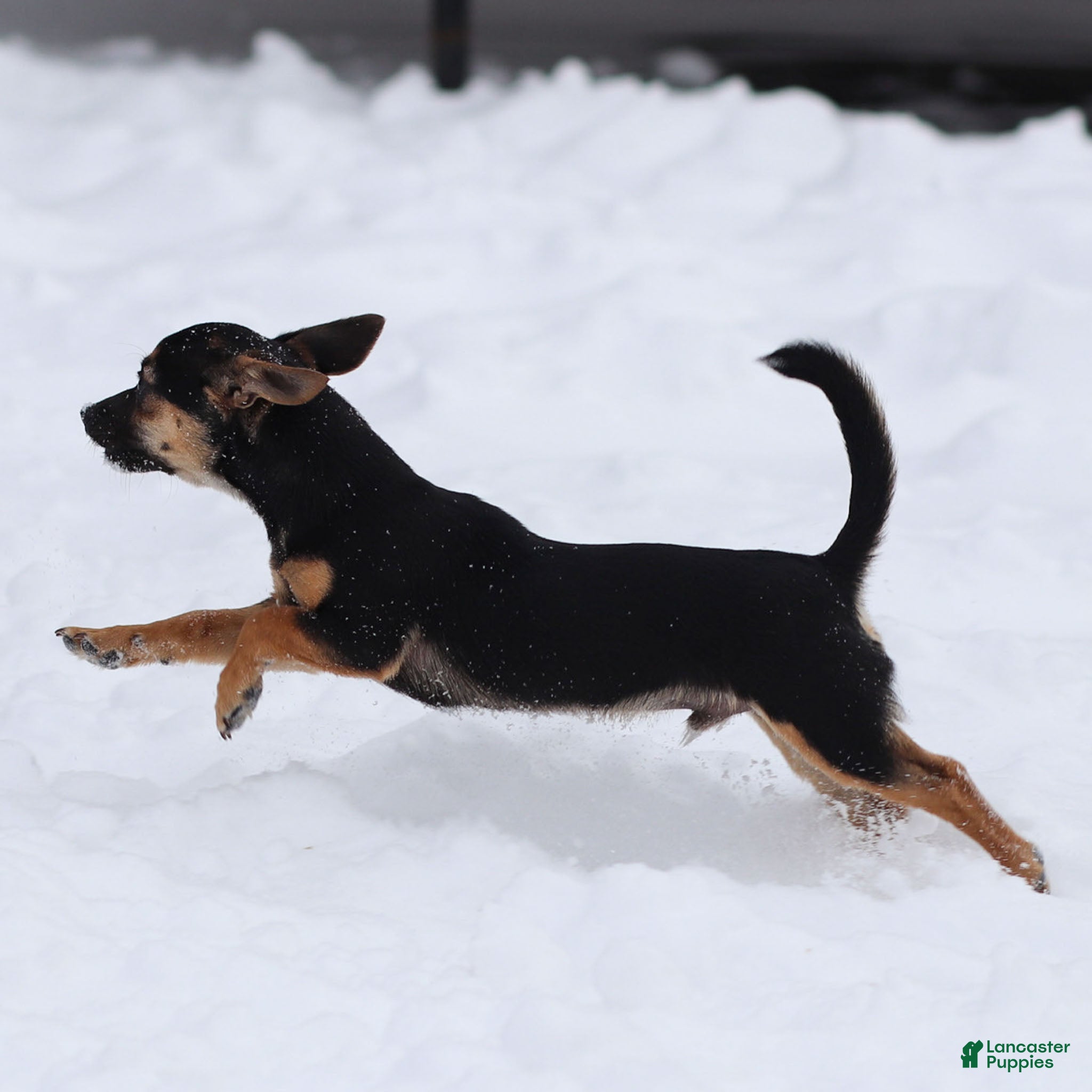 Chihuahua dogs Preston - Ad 2