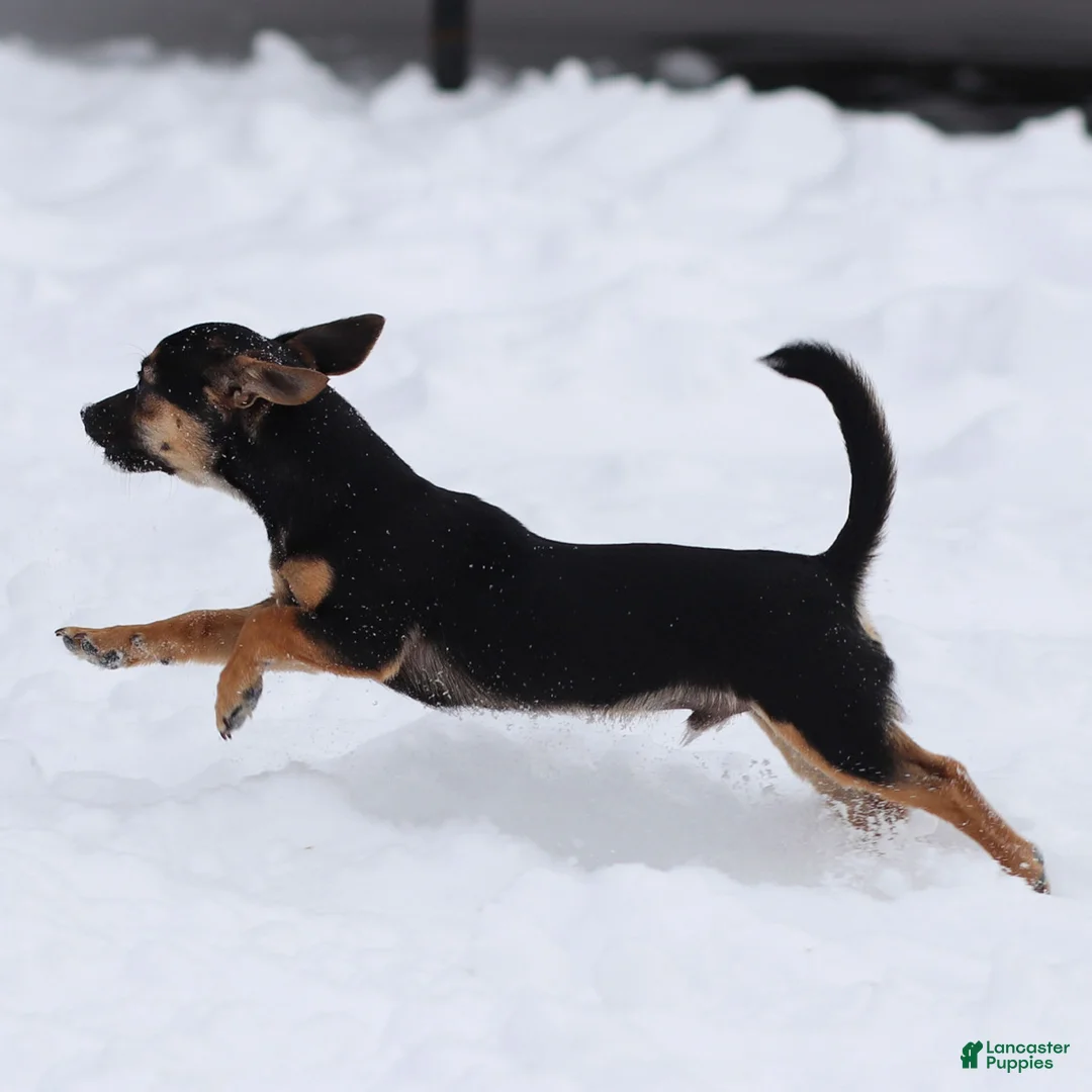 Chihuahua dogs for sale: Preston - Ad 2