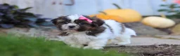 Shih Tzu dogs for sale: Daisy - Ad 4