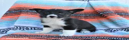 Mixed Breed dogs for sale: Roxie - Ad 2