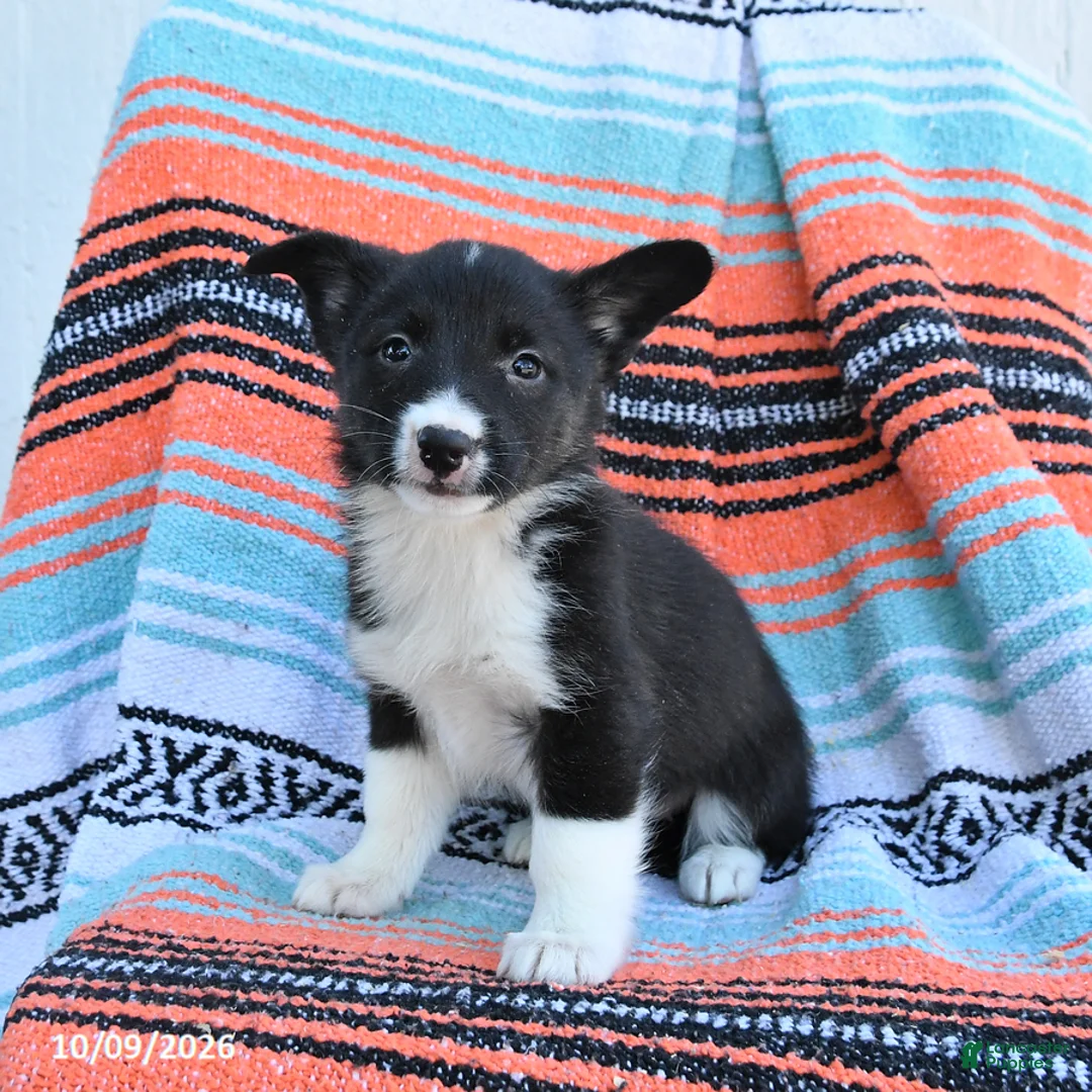 Mixed Breed dogs for sale: Roxie - Ad 2