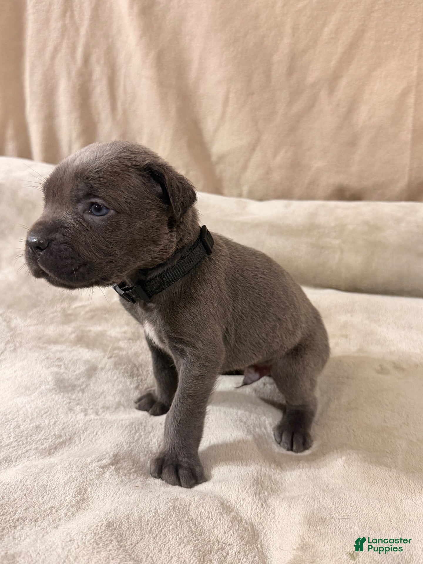 Cane Corso dogs Black - Ad 2