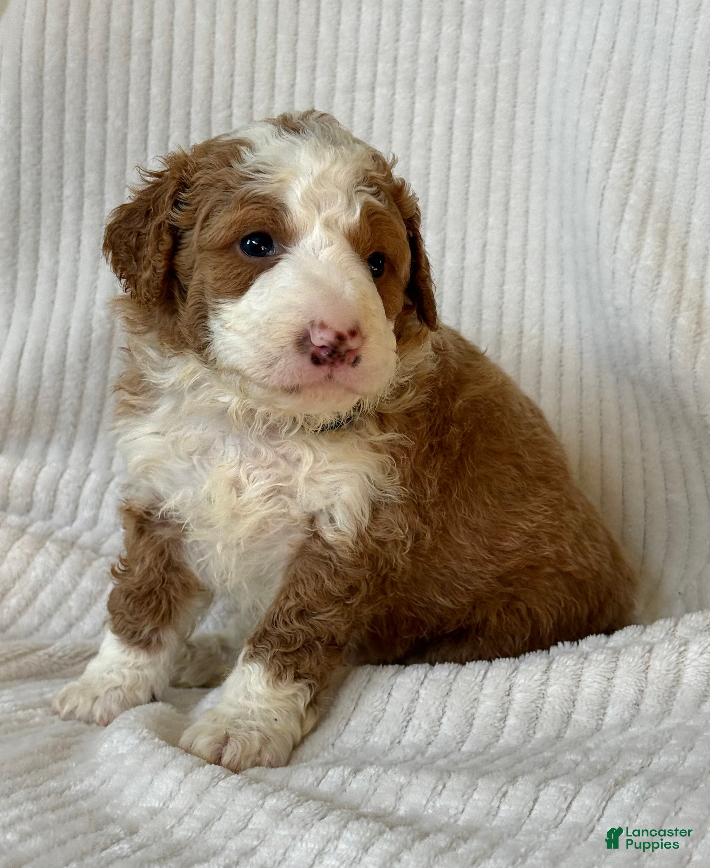 Mini Bernedoodle dogs Teddy - Ad 2