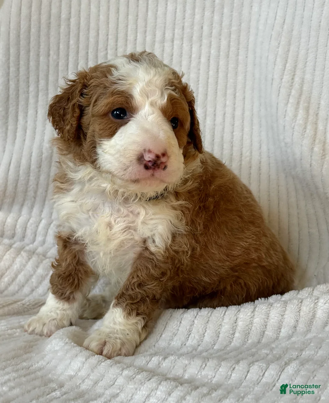 Mini Bernedoodle dogs for sale: Teddy - Ad 2