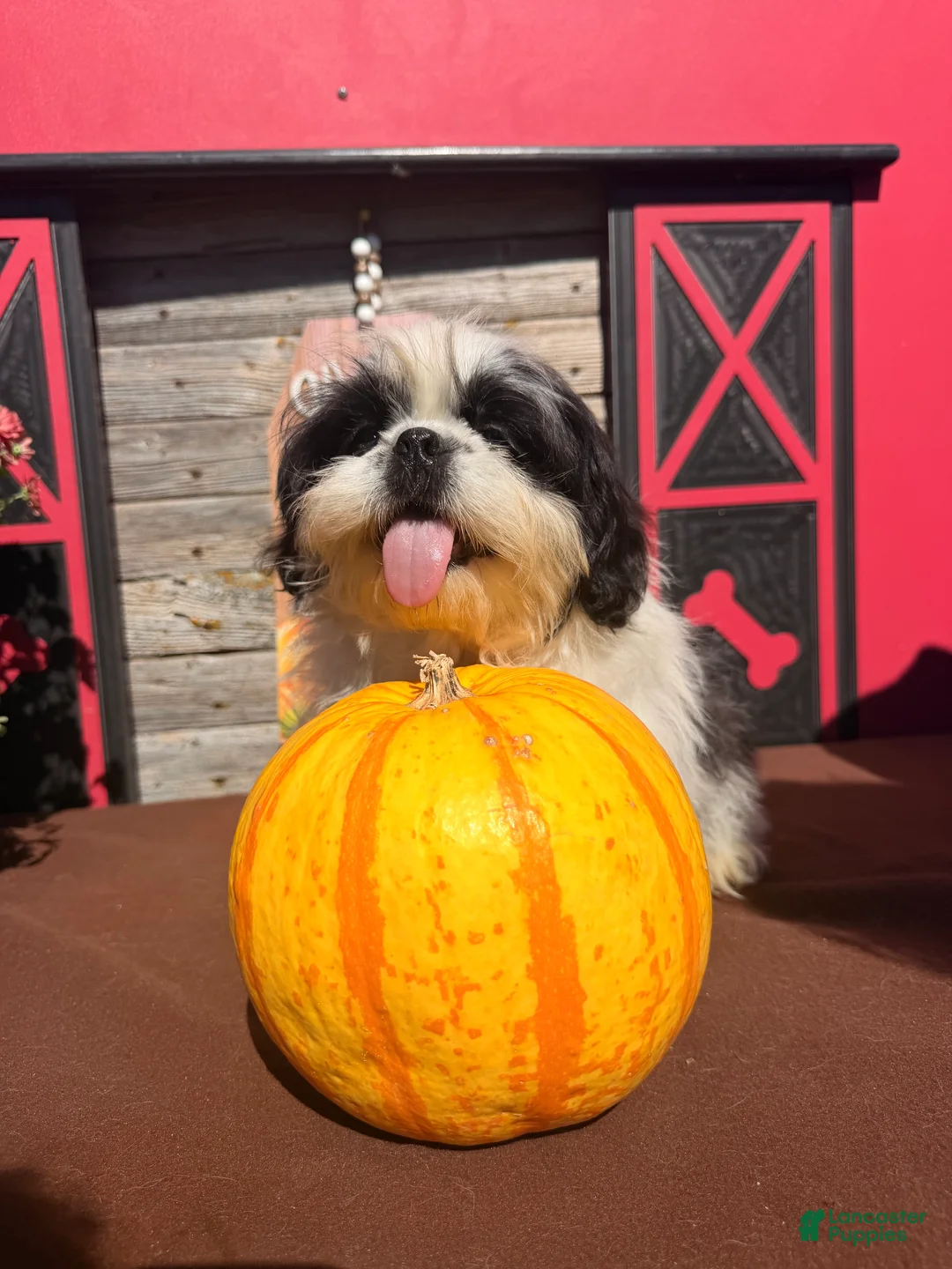 Shih Tzu dogs for sale: Sabrina Shih Tzu  - Ad 2