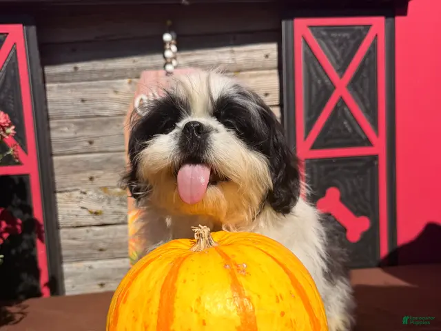 Shih Tzu dogs Sabrina Shih Tzu - Ad 2