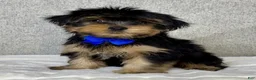 Yorkshire Terrier dogs for sale: Hugo - Ad 2