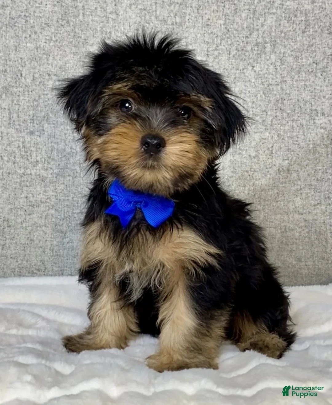 Yorkshire Terrier dogs for sale: Hugo - Ad 2
