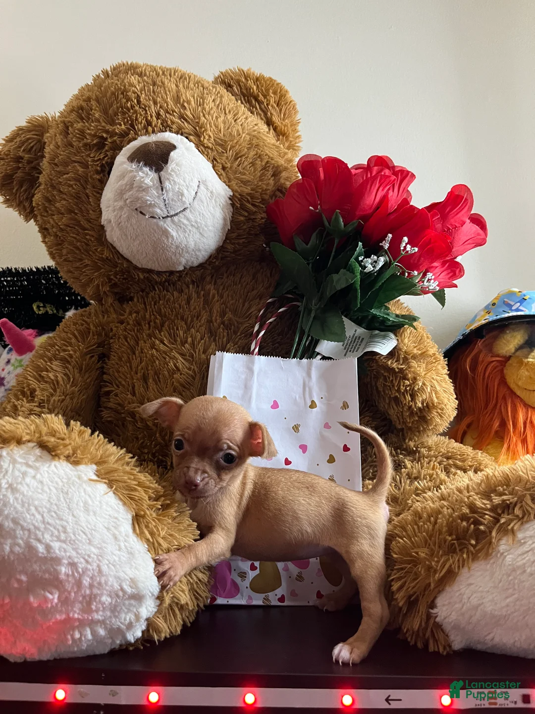 Chihuahua dogs for sale: Chihuahua Puppy 1 - Ad 2