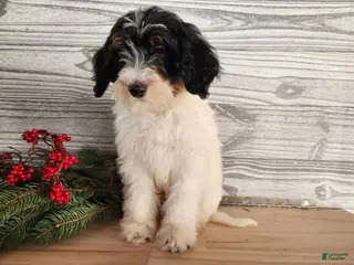 Mini Bernedoodle dogs Vixon - Ad 7