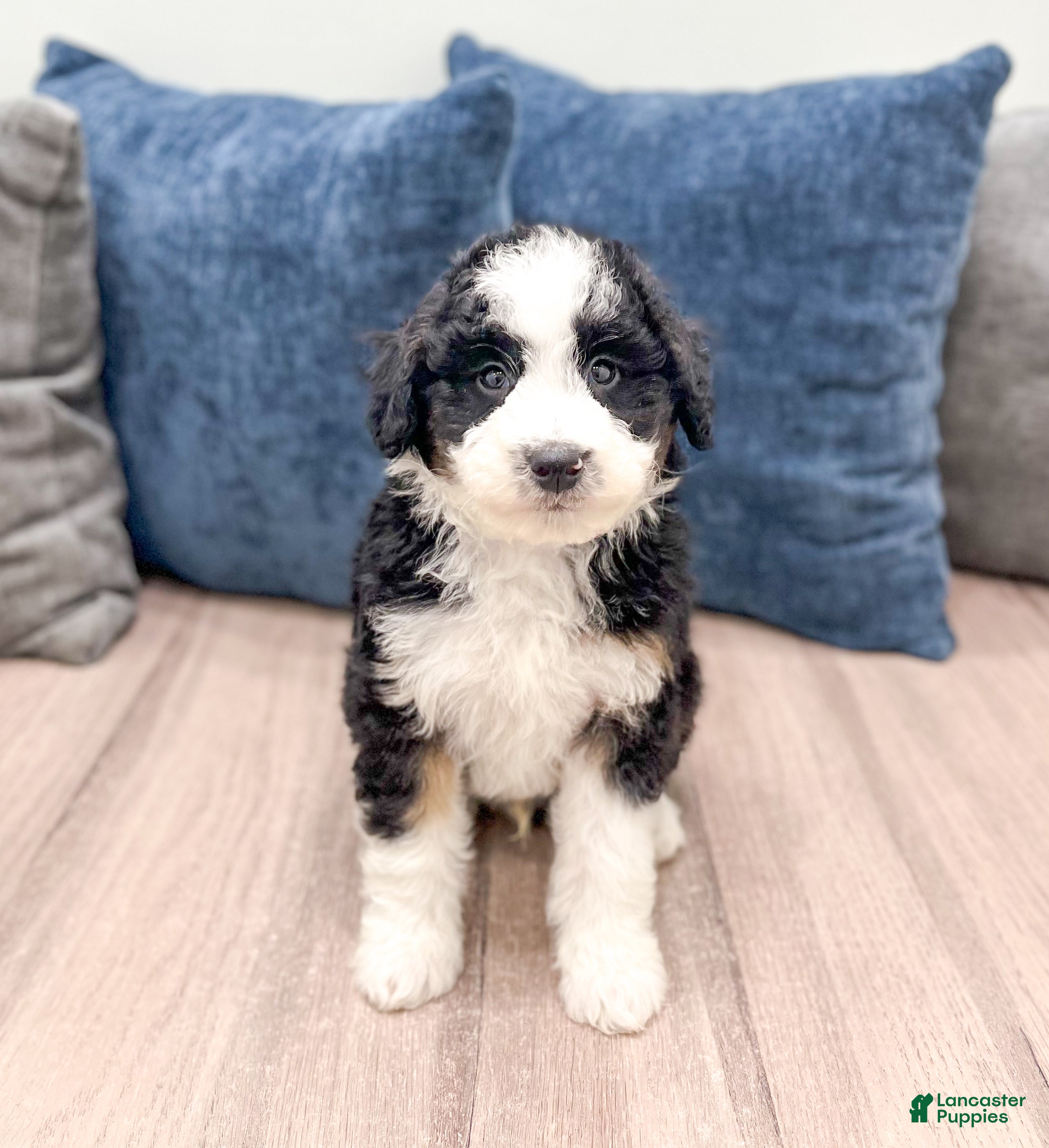Mini Sheepadoodle dogs Julian - Ad 1