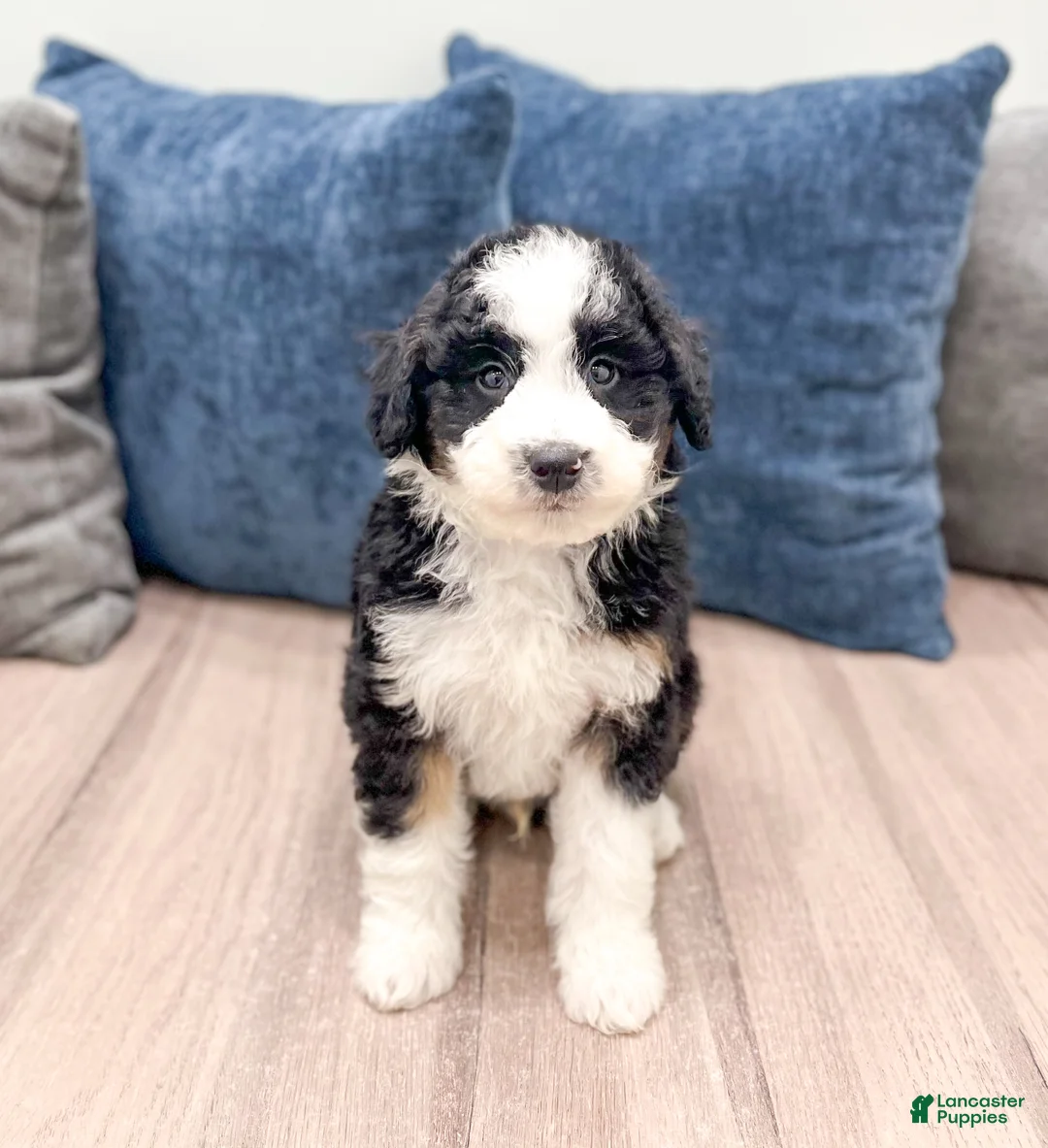 Mini Sheepadoodle dogs for sale: Julian - Ad 1