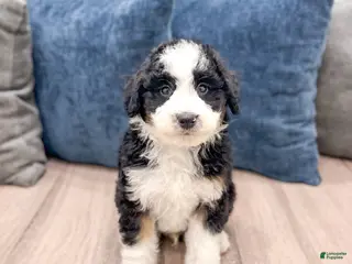 Mini Sheepadoodle dogs for sale: Julian - Ad 3
