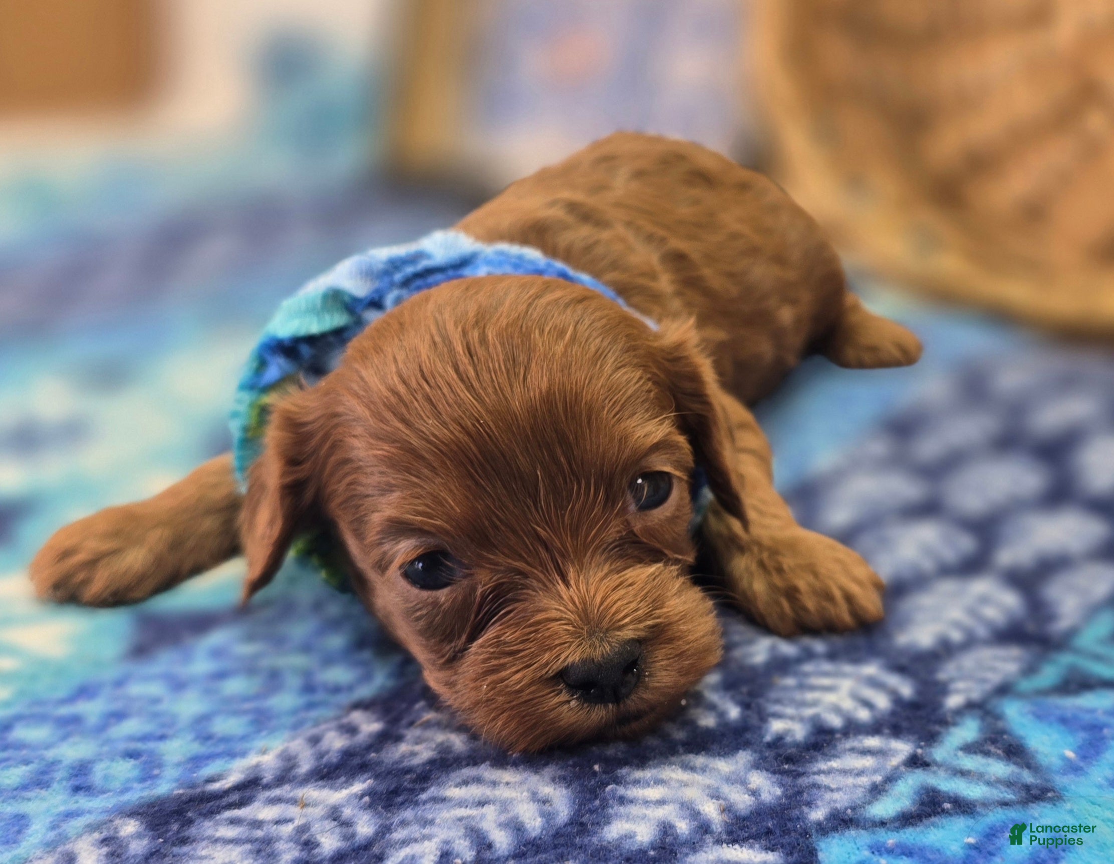 Cavapoo dogs Fumble - Ad 10