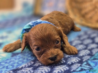 Cavapoo dogs Fumble - Ad 19