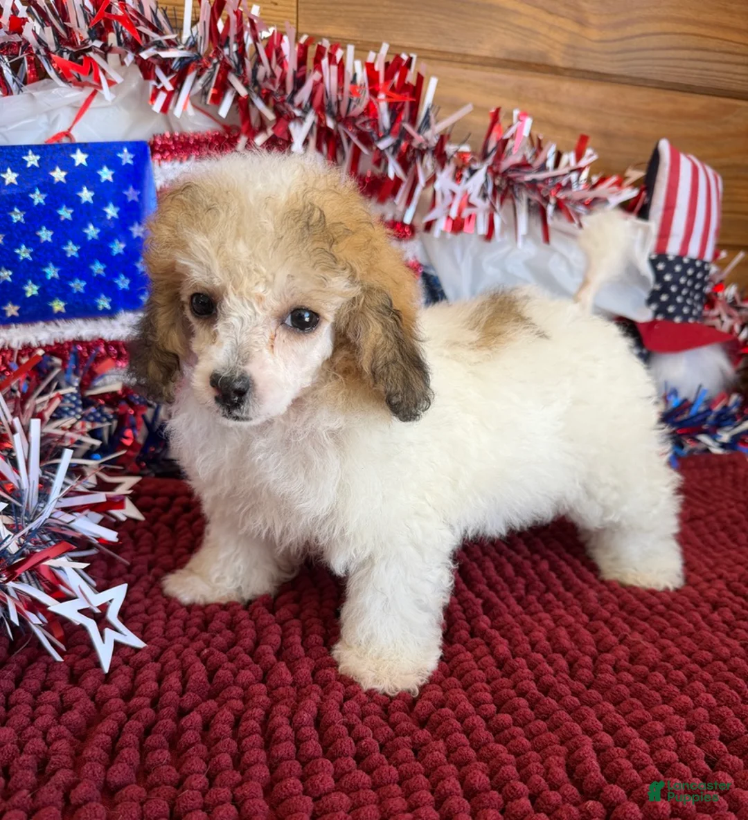Toy Poodle dogs for sale: Beth - Ad 1