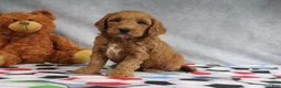 Mini Goldendoodle dogs for sale: Candy - Ad 2