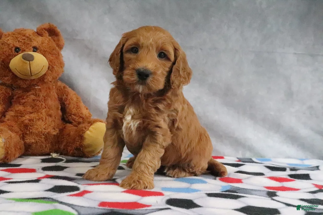 Mini Goldendoodle dogs for sale: Candy - Ad 2