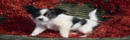 Papillon dogs for sale: Blitz - Ad 3