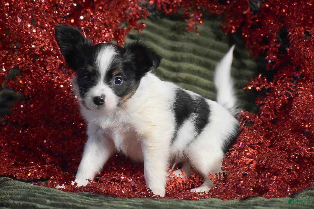 Papillon dogs for sale: Blitz - Ad 3
