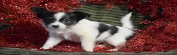 Papillon dogs for sale: Blitz - Ad 4