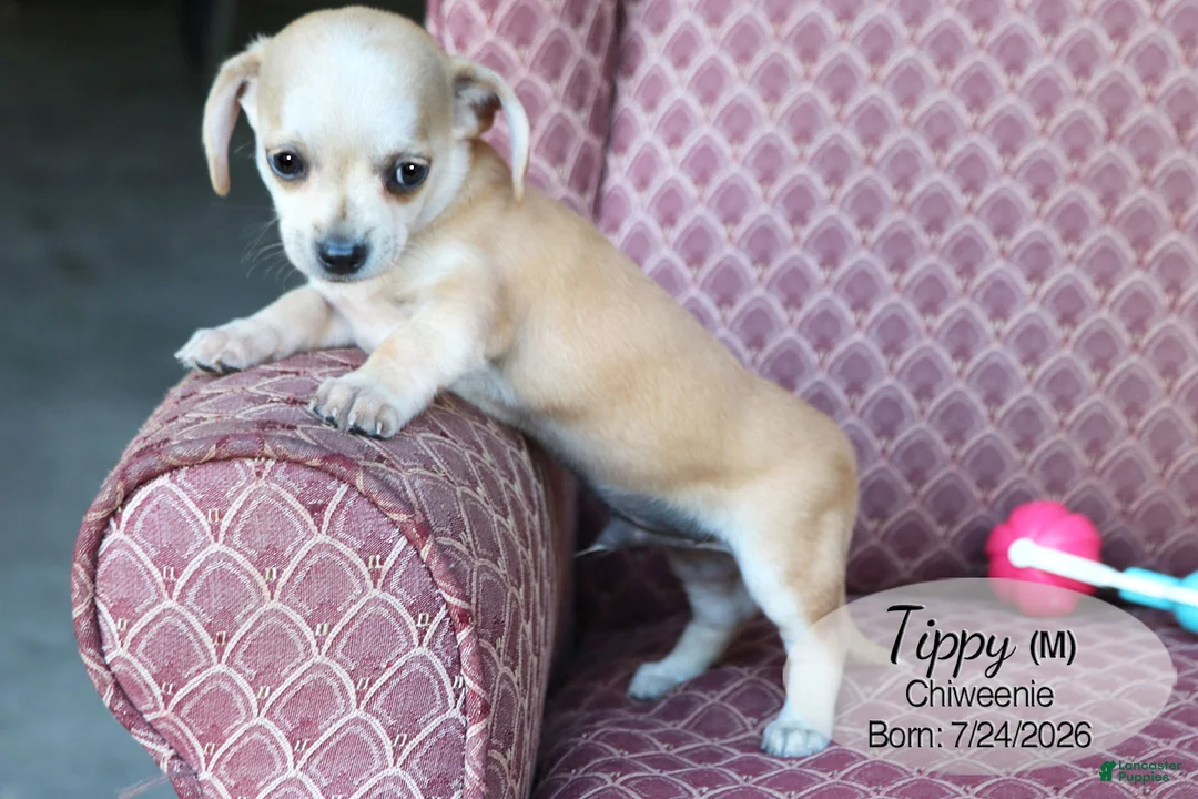 Chiweenie dogs for sale: Tippy - Ad 2