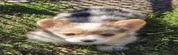 Welsh Corgi Pembroke dogs for sale: Gorgeous George  - Ad 20