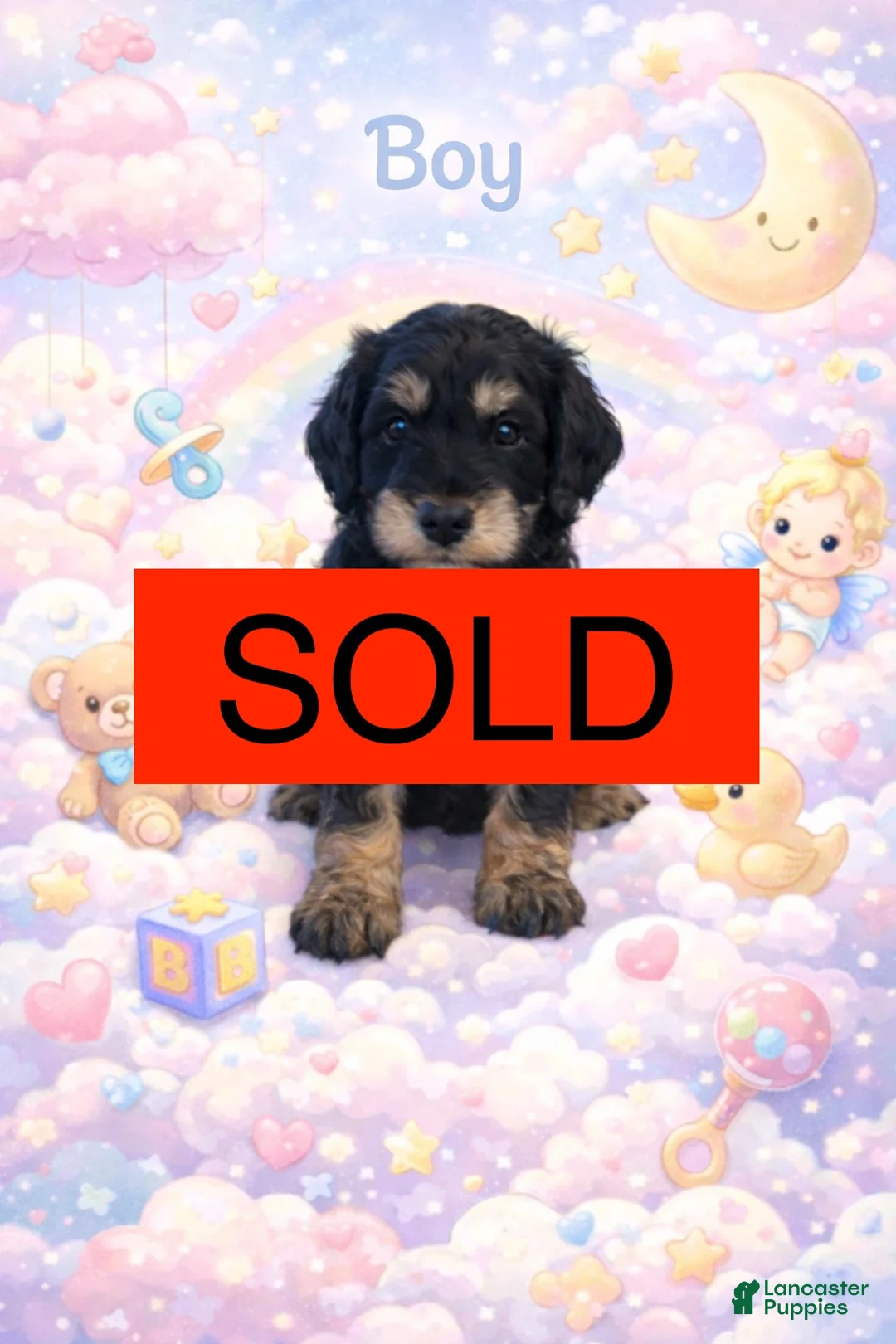 Mini Goldendoodle dogs for sale: Mini Goldendoodle Puppy 5 - Ad 1