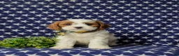 Cavapoo dogs for sale: Sinclair - Ad 2