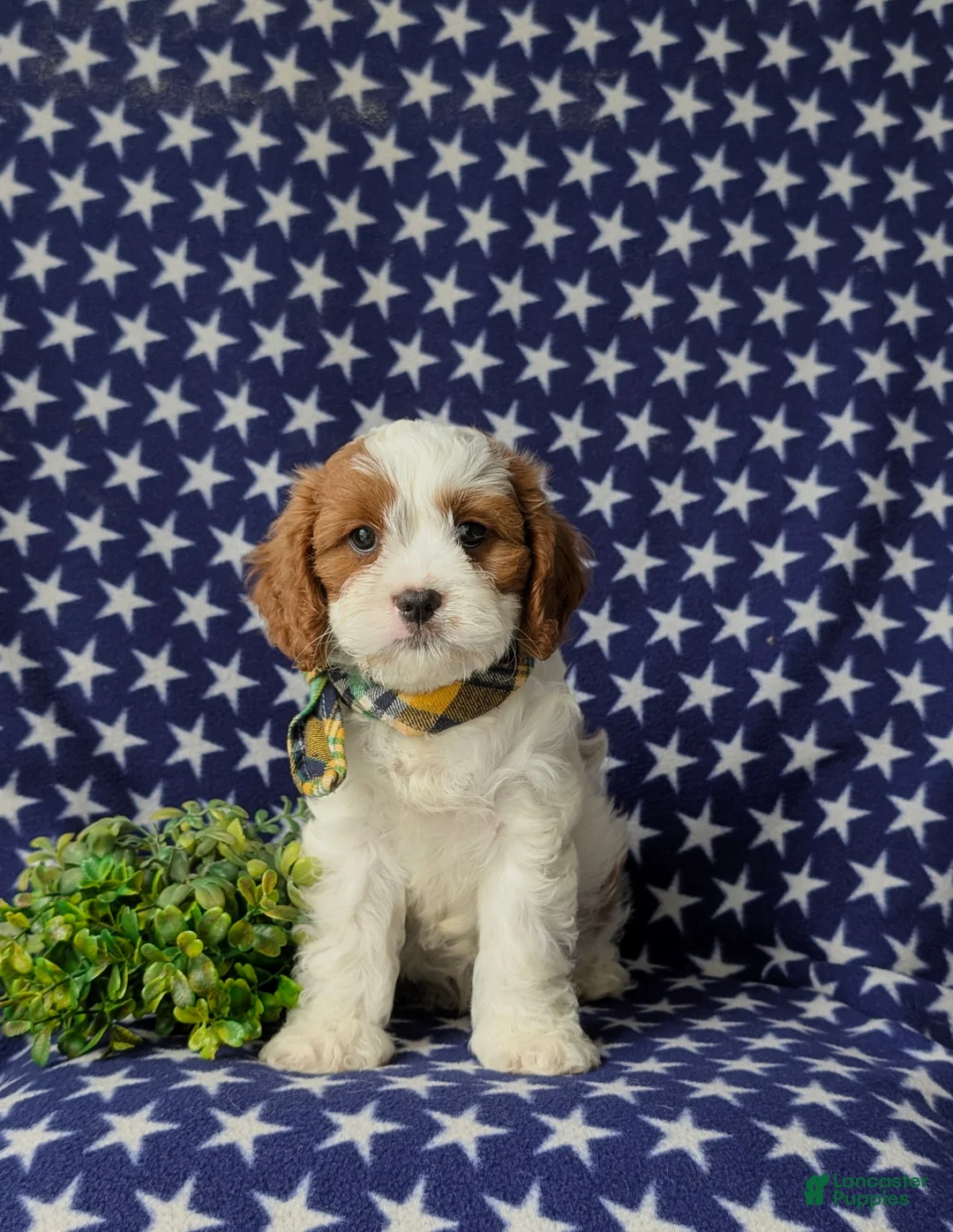 Cavapoo dogs for sale: Sinclair - Ad 2